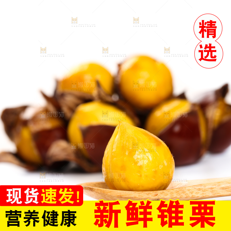 白底上的锥栗