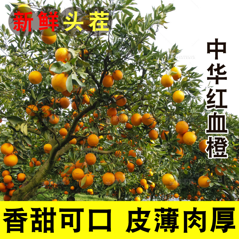 树上的中华红血橙