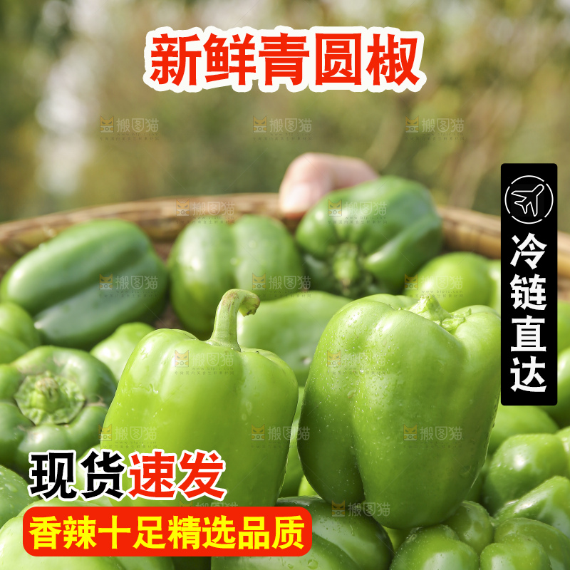手里拿着新鲜青圆椒