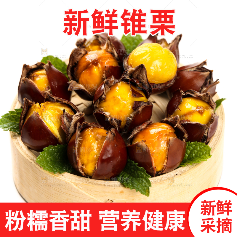 白底上的锥栗