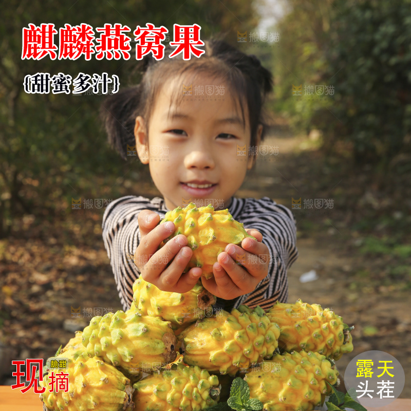 手里拿着燕窝果