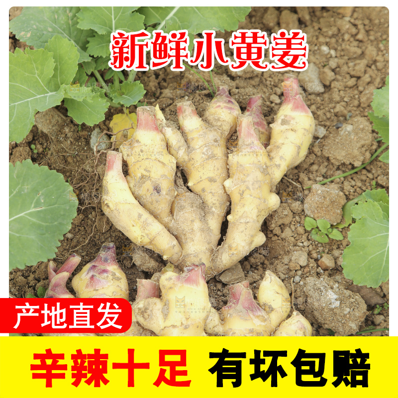 地里的小黄姜