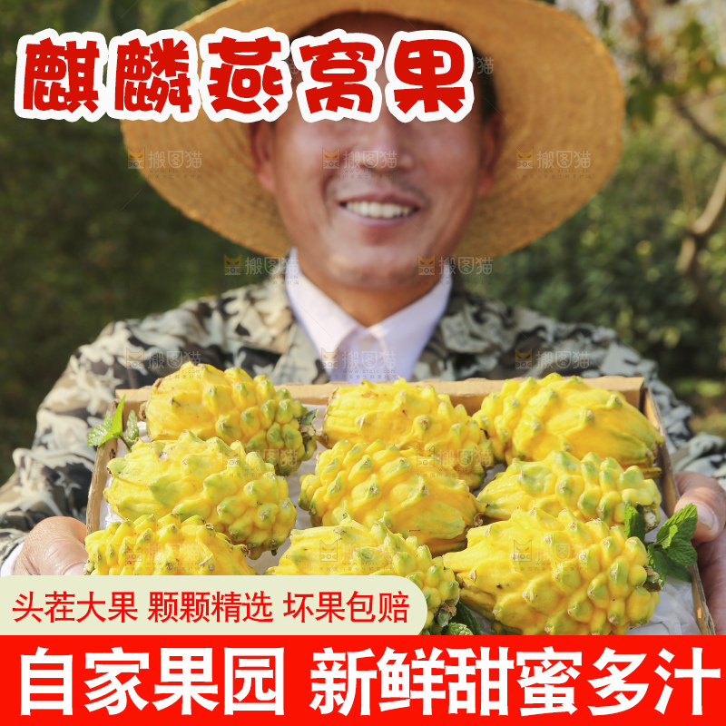 手里拿着燕窝果