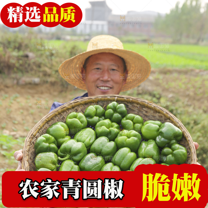 手里拿着新鲜青圆椒