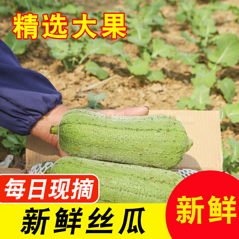 手里拿着新鲜丝瓜