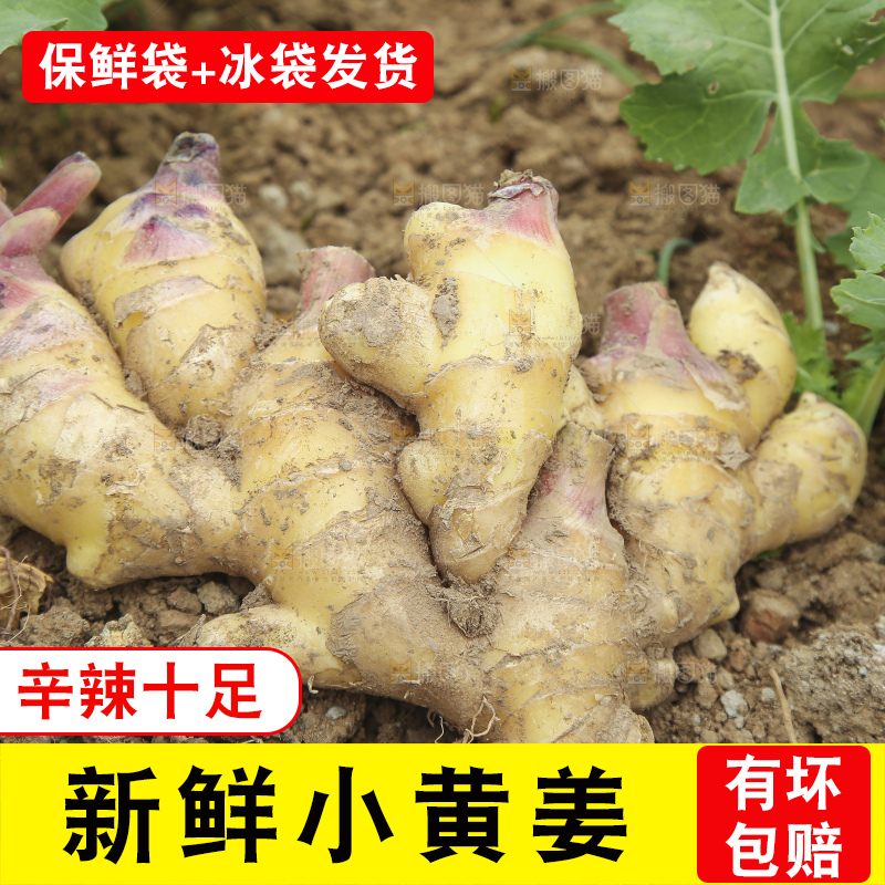 地里的小黄姜