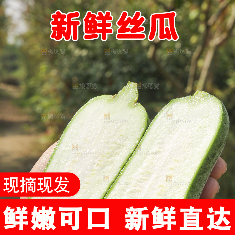 手里拿着新鲜丝瓜