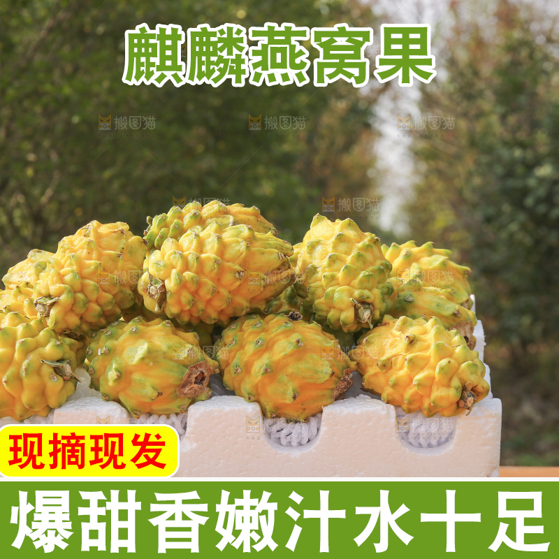 木底上的燕窝果