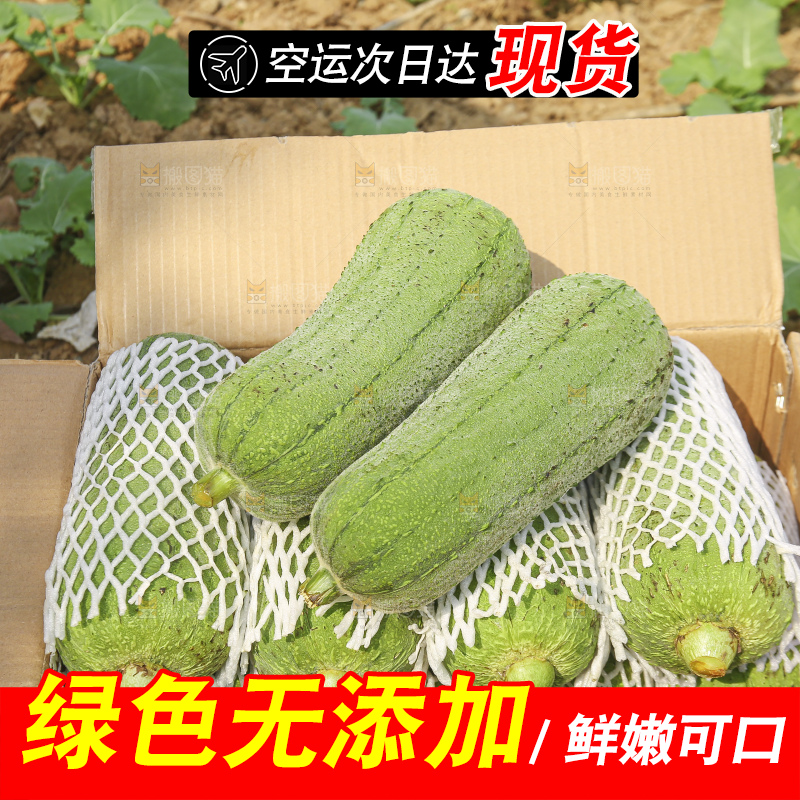 手里拿着新鲜丝瓜