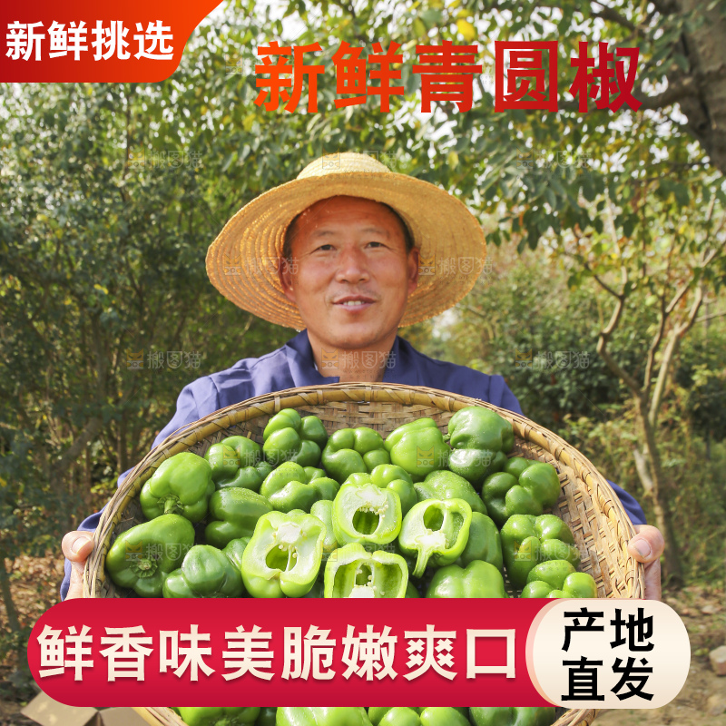 手里拿着新鲜青圆椒