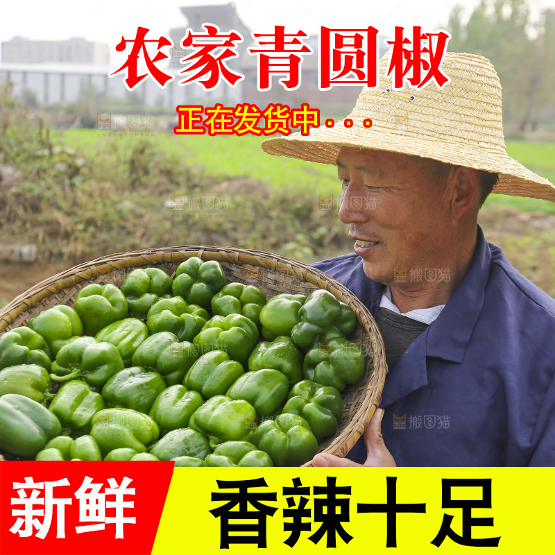 手里拿着新鲜青圆椒