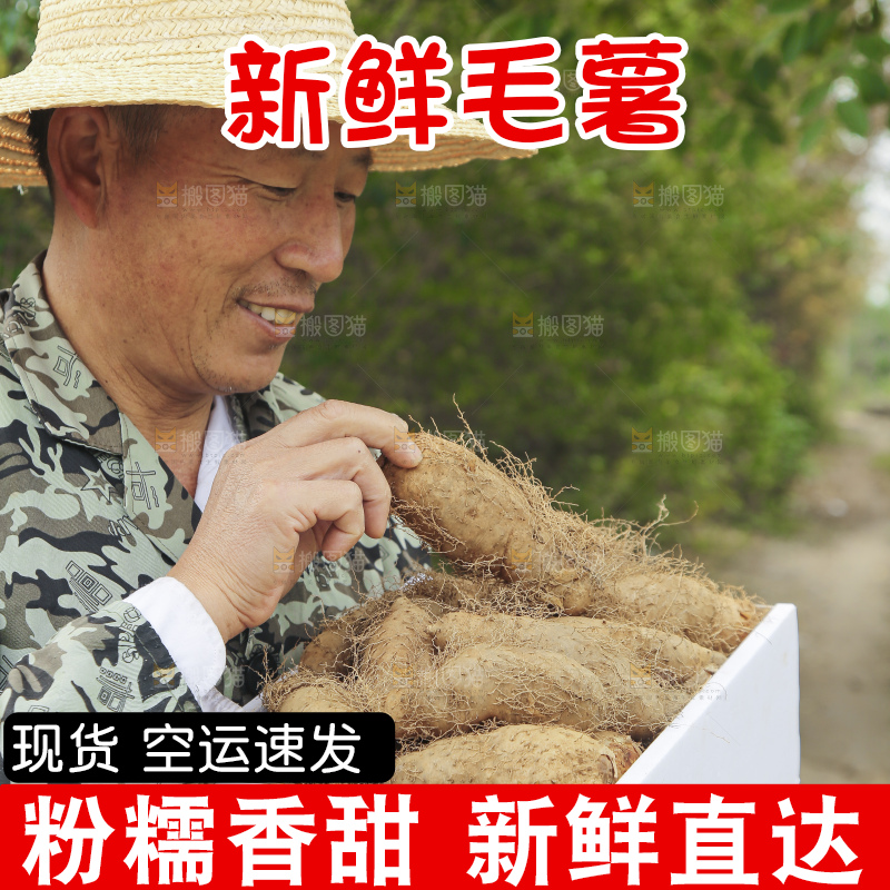 手里拿着新鲜毛薯
