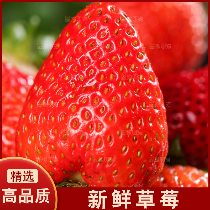 深底上的丹东草莓