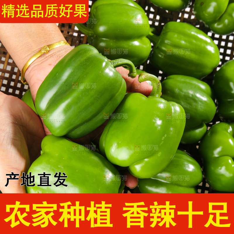 白底上的青圆椒