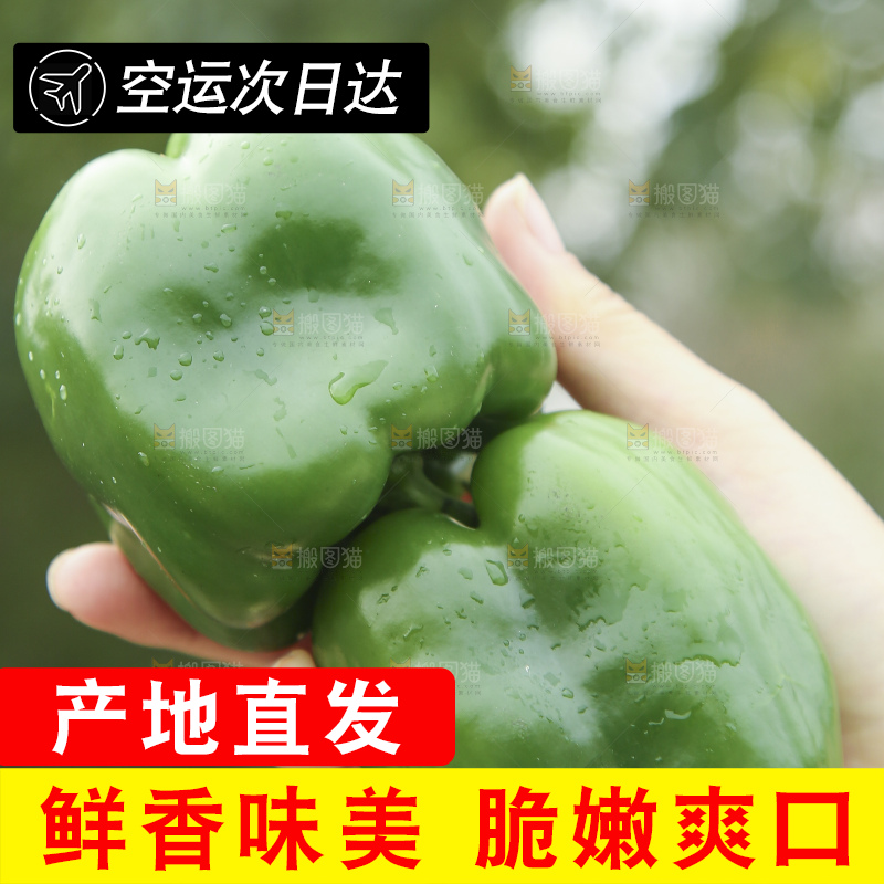 手里拿着新鲜青圆椒