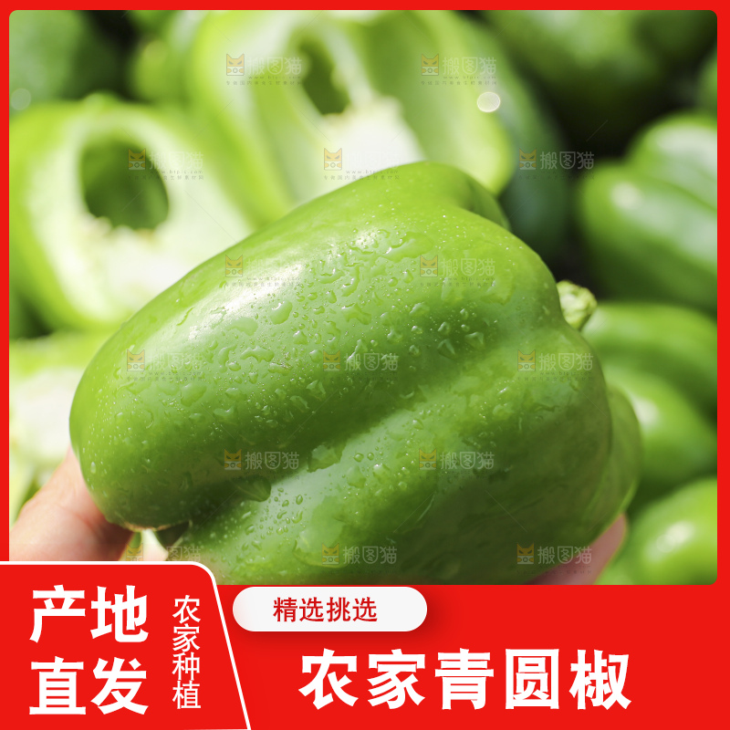 手里拿着新鲜青圆椒