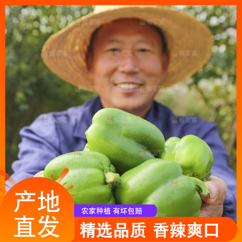 手里拿着新鲜青圆椒