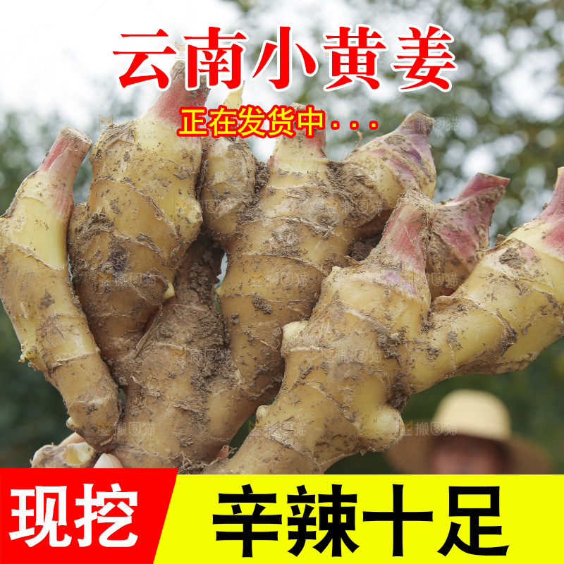 地里的小黄姜
