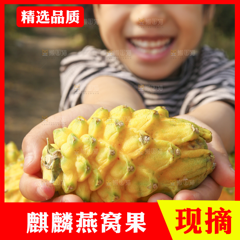 手里拿着燕窝果