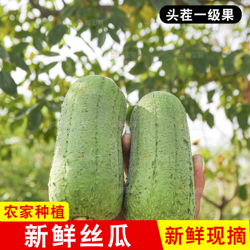 手里拿着新鲜丝瓜