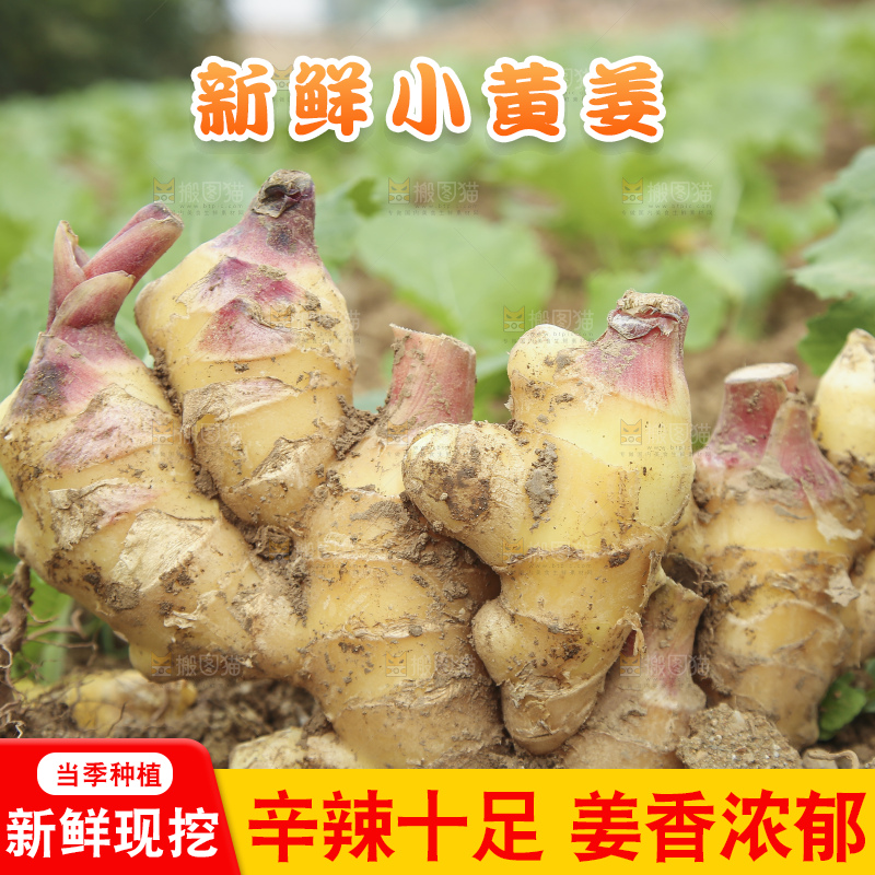 地里的小黄姜