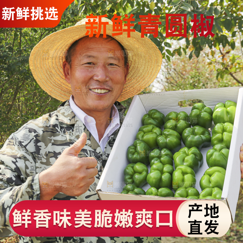手里拿着新鲜青圆椒