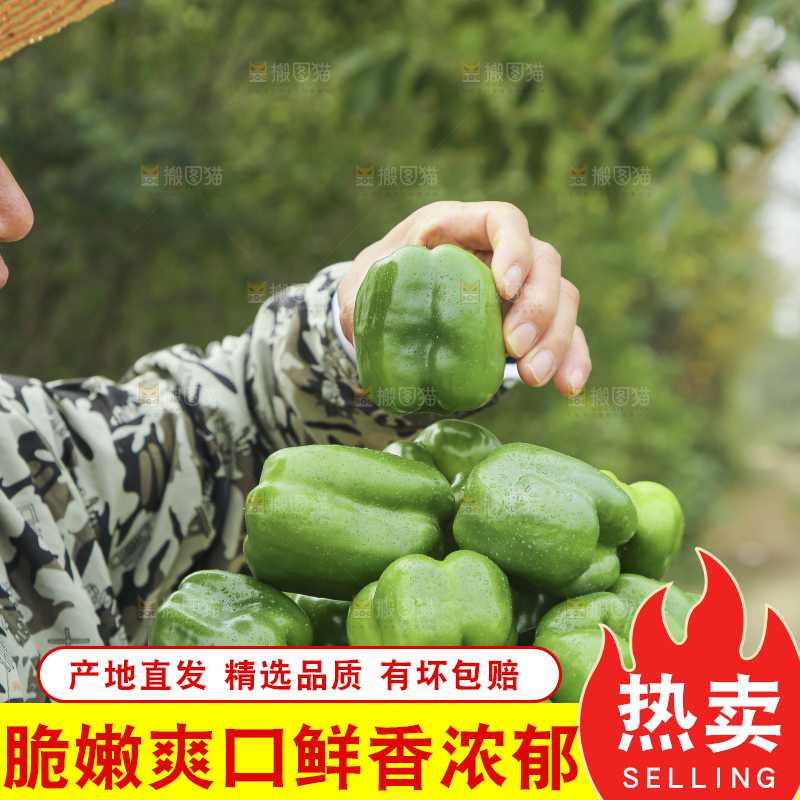 手里拿着新鲜青圆椒