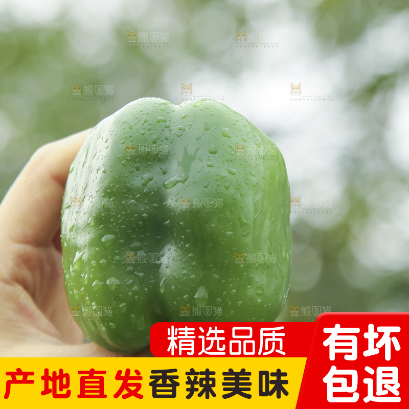 手里拿着新鲜青圆椒