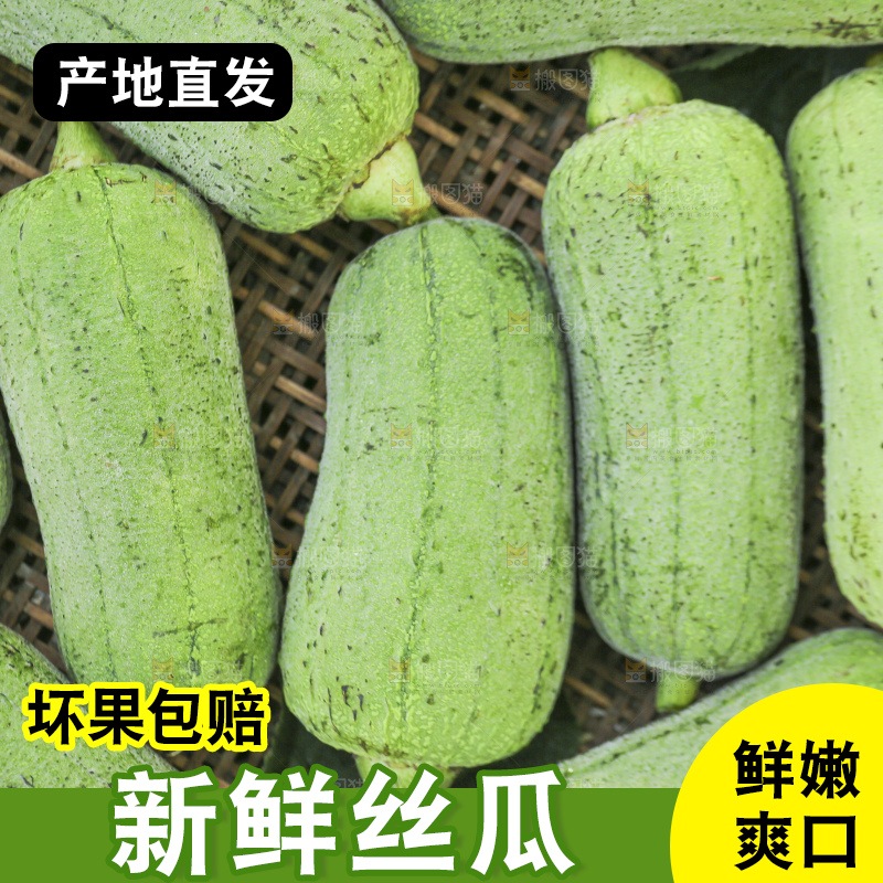 手里拿着新鲜丝瓜