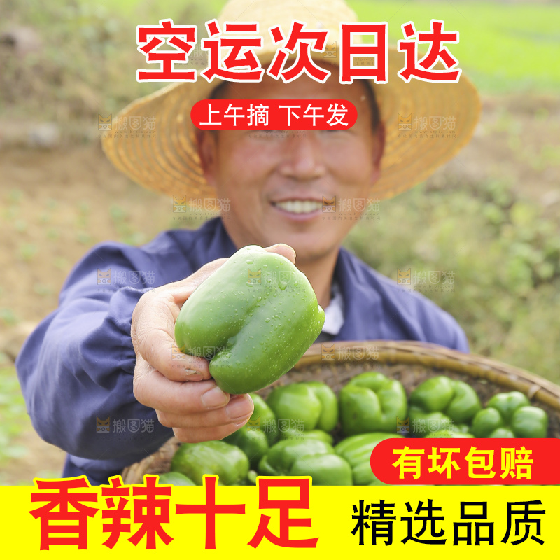 手里拿着新鲜青圆椒
