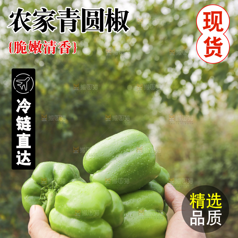 手里拿着新鲜青圆椒