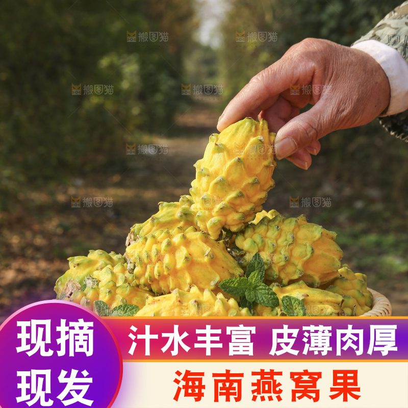 手里拿着燕窝果