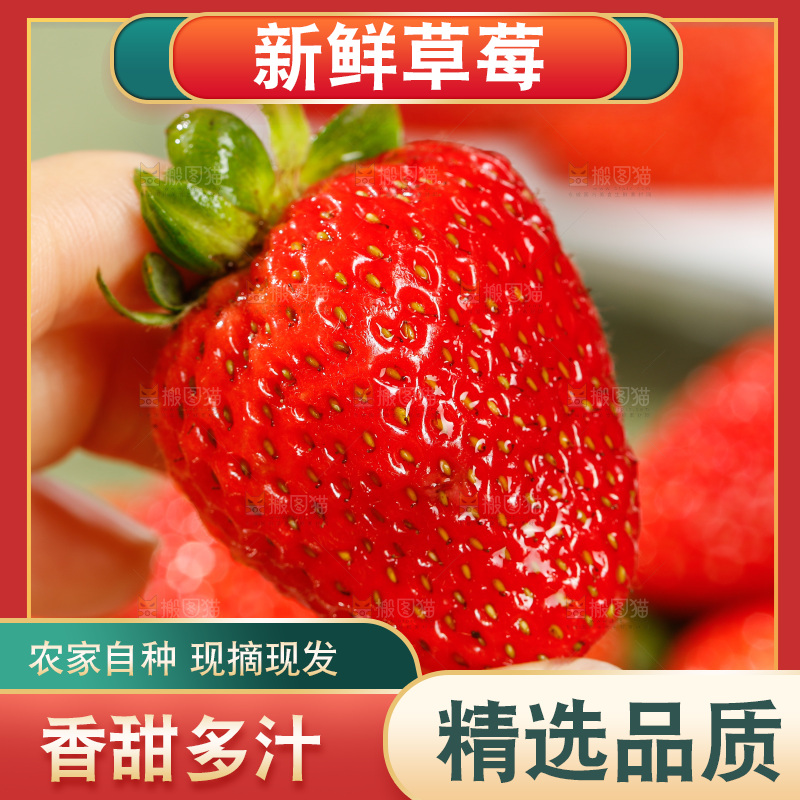 浅底上的丹东草莓