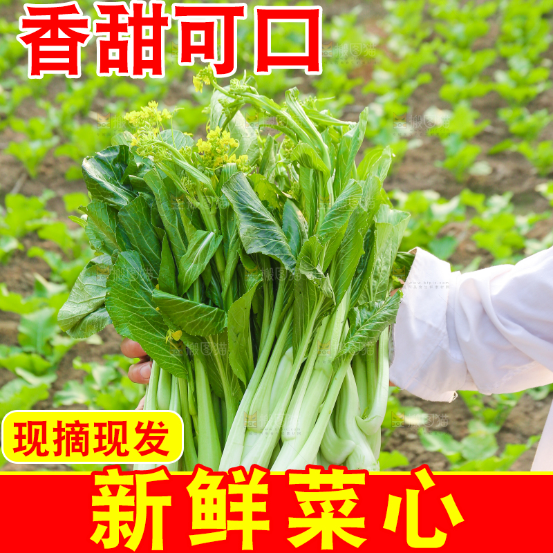 手里拿着广东菜心