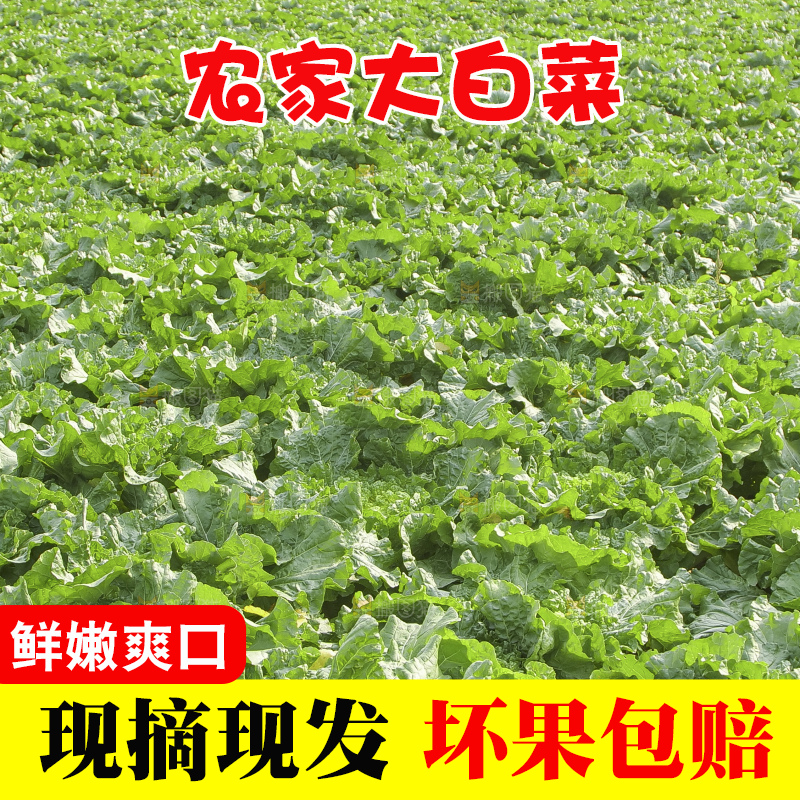 地里的大白菜