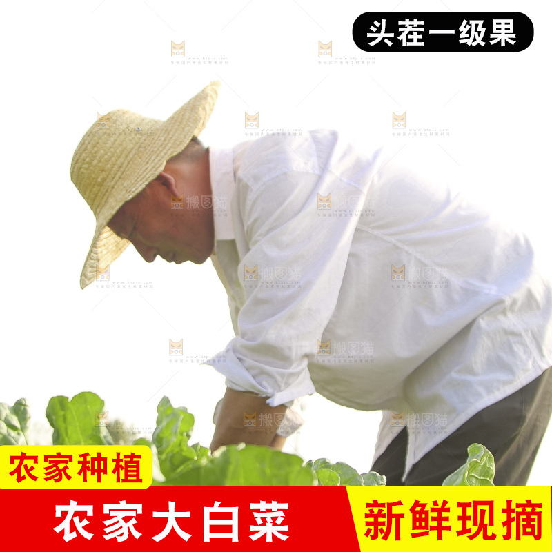 地里的大白菜