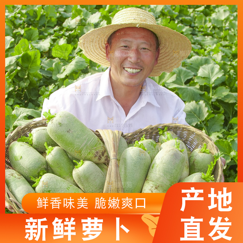 地里的沙窝萝卜