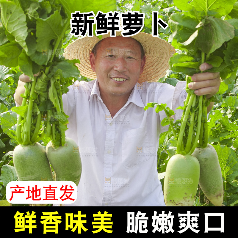 地里的沙窝萝卜