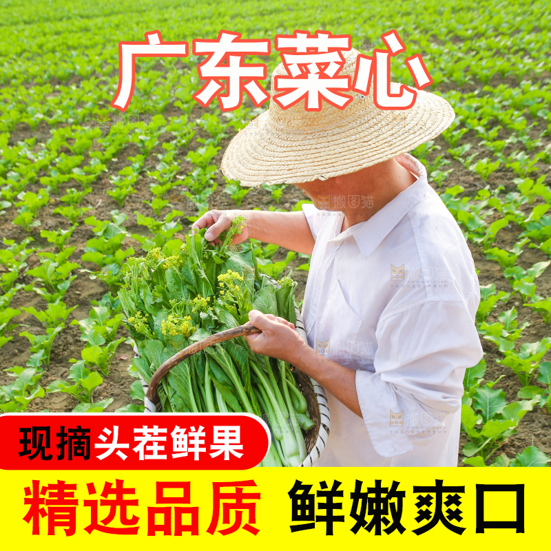 手里拿着广东菜心