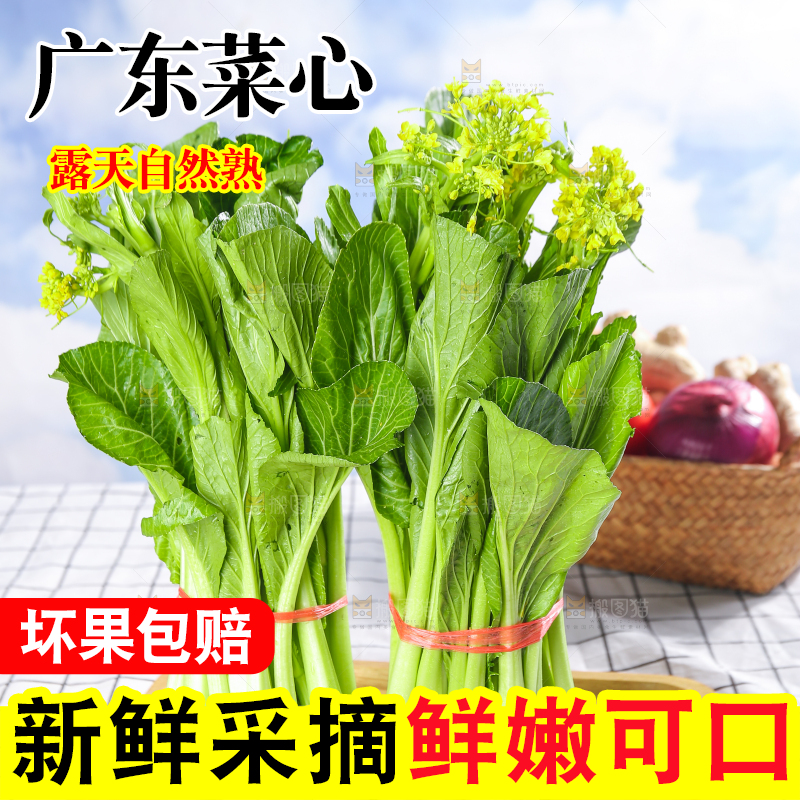 浅底上的广东菜心