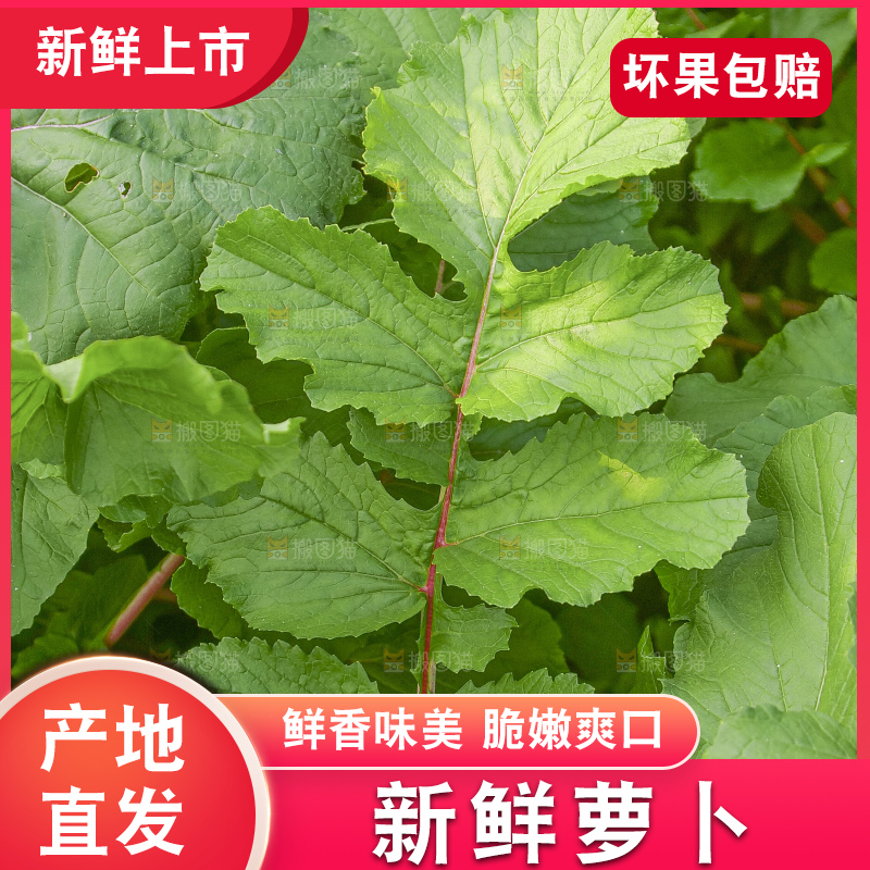 地里的沙窝萝卜