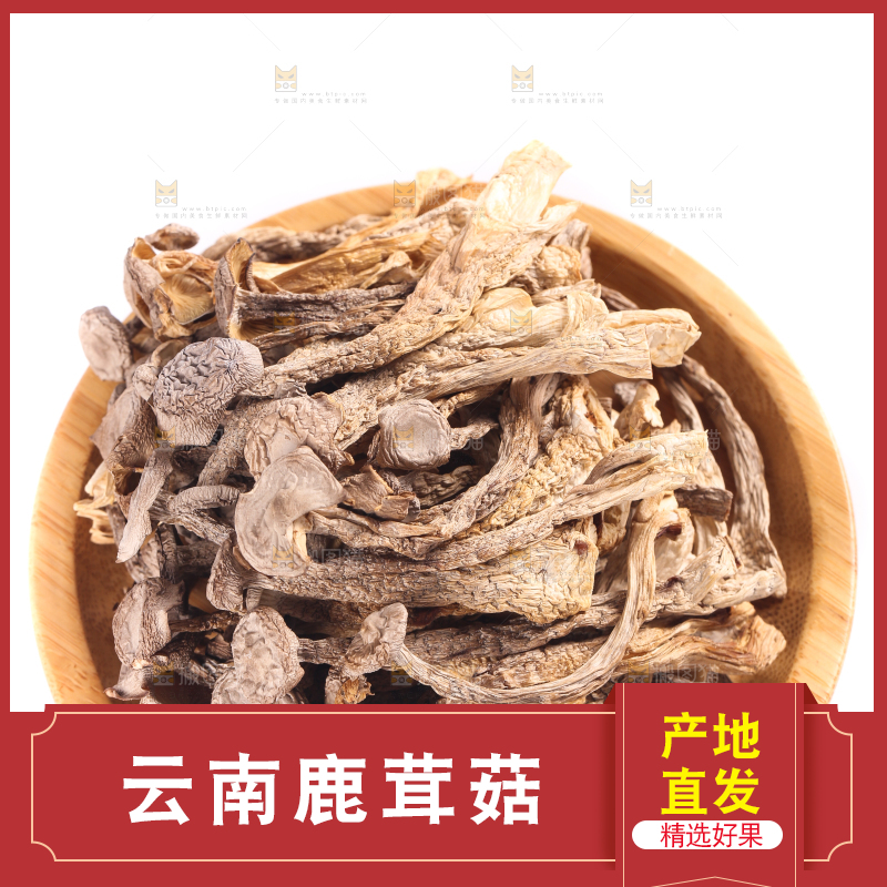 白底上的鹿茸菇