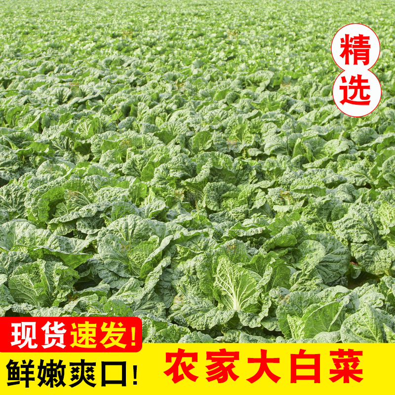 地里的大白菜