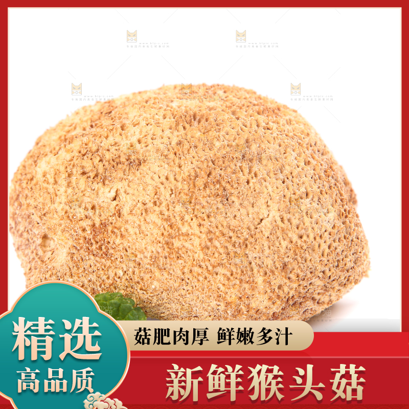 白底上的猴头菇
