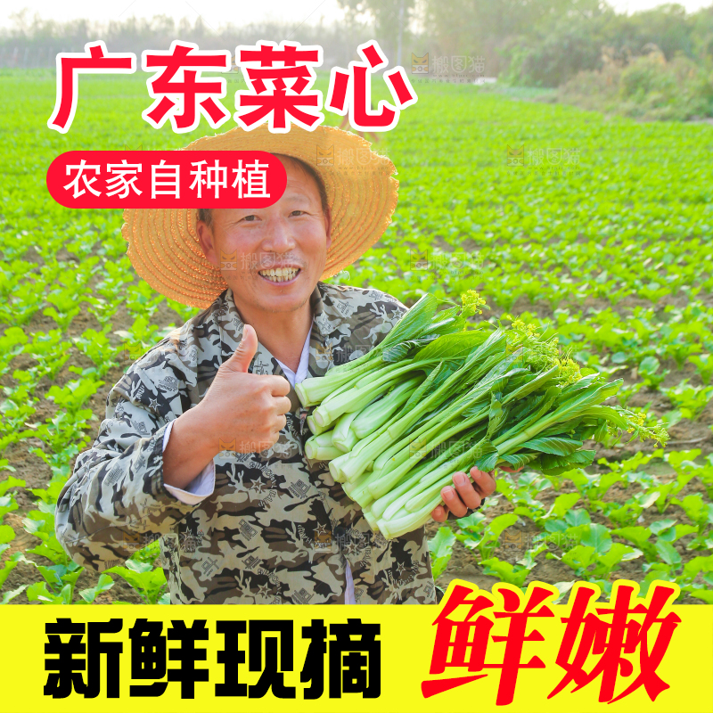 手里拿着广东菜心