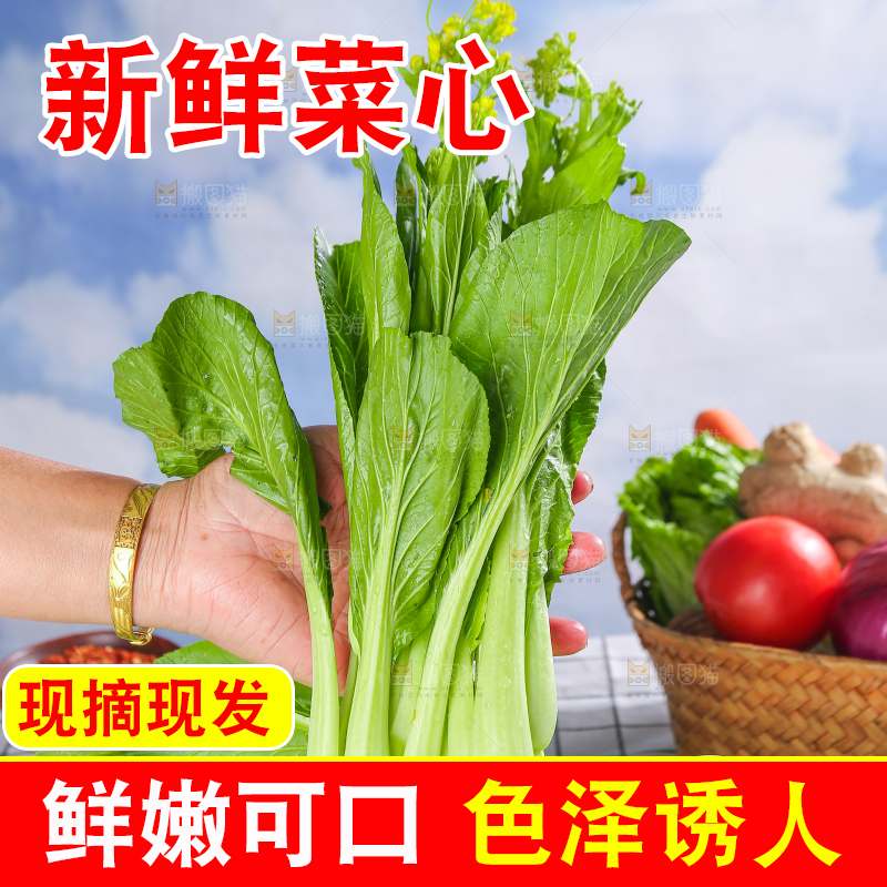浅底上的广东菜心