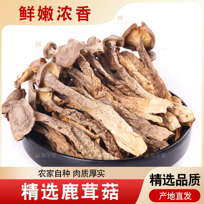 白底上的鹿茸菇