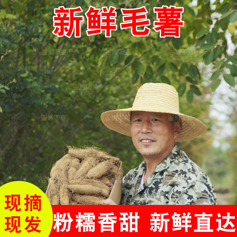 手里拿着新鲜毛薯