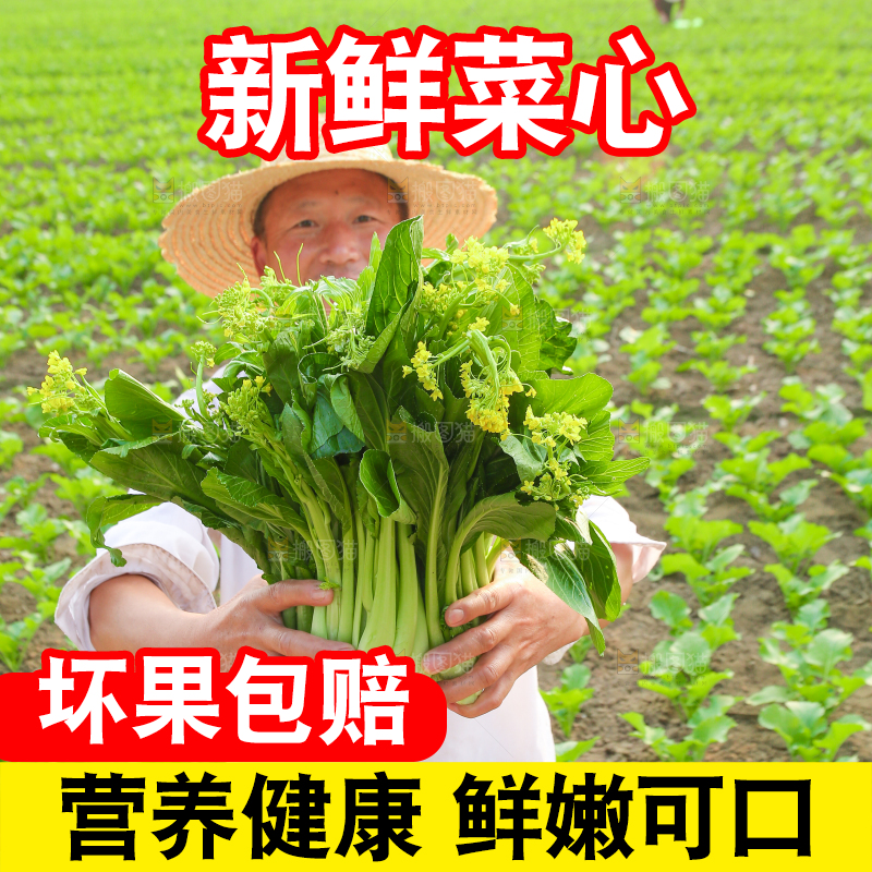 手里拿着广东菜心