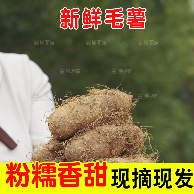 手里拿着新鲜毛薯